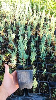 Borievka - juniperus blue arrow - 4