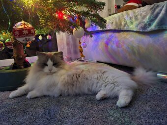 Ragdoll na krytie - 4