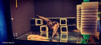 Ancitrus,gold Albino - 4