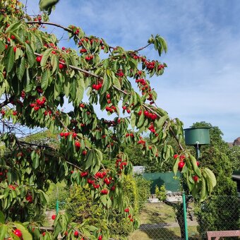 🍒🍒čerešne 🍒🍒 - 4