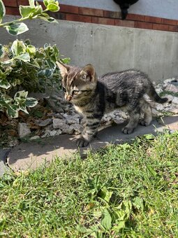 🐾 Rozkošné mačiatko – hľadá nový domov 🐱💛 - 4