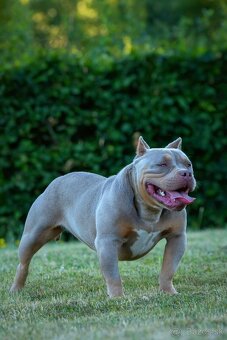 American Bully - 4