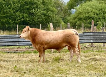 Plemenné býky Blonde d’Aquitaine - 4