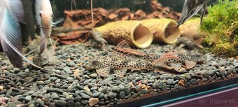 Squaliforma emarginata L011 - 4