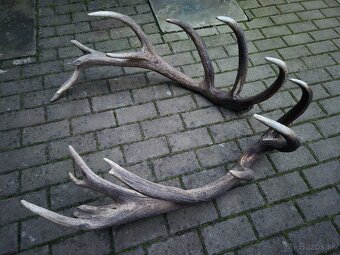 Trofej trofeje paroh parohy parozie zhody - 4