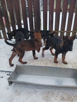 Steniatko nemecký ovčiak - 4