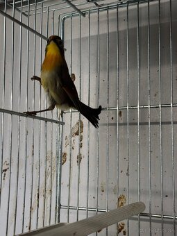 Timaliovec žltohrdlý - 4