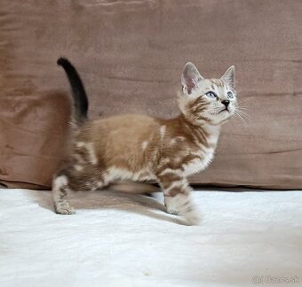 Sepia marbeld bengal - 4