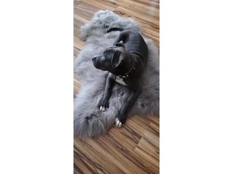 Ovčia kožušina sivá - 4