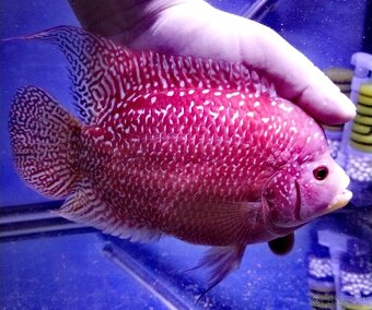 Flowerhorn pár - 4