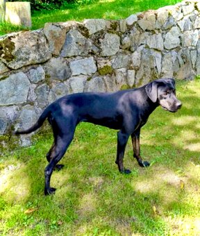 Louisianský leopardí pes - šteniatka s PP - 4