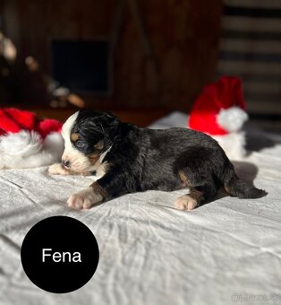 Bernský salašnícky pes - 4