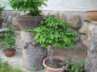 bonsai,bonsaj-hrab 8 - 4