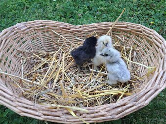 Hodvábnička-kuriatka - 4