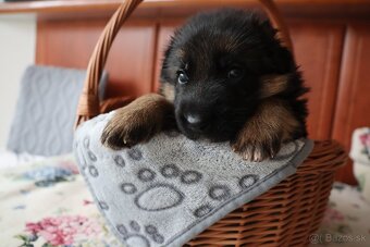 NĚMECKÝ OVČÁK S PP - 4