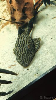 Panaque SP Spotted L330 - 4