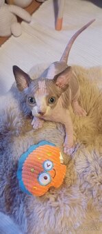 Kanadský sphynx - 4
