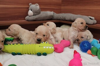Zlatý retriever/ Golden retriever - 4