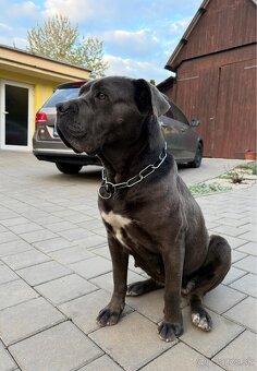 Šteniatka Cane Corso - 4