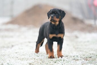 Štěniatka rotvajler s PP - Rottweiler štěniatko - 4