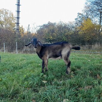 Mohutný podielový AN capko - 4