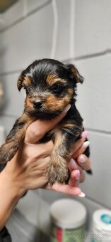 Predám šteniatka Yorkshire teriera - 4