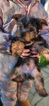 Predám šteniatka Yorkshire teriera - 4