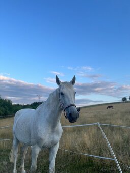 Šimla belgického teplokrevníka - 4