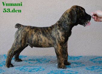 Boerboel štěňata FCI PP - 4