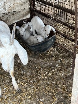 Predám kozliatka - 4