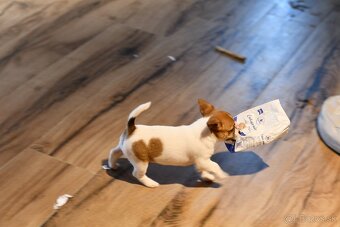 Jack Russell Terrier fena - 4
