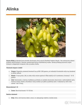 Predám sadenice viniča - 4