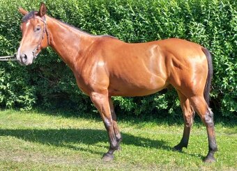 3 letý valach QH - 4