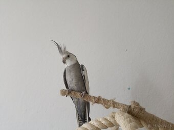 Predám papagáje, samec aj samica - 4