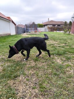 Darujeme krizenca menom Ghosty - 4