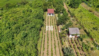 Vinica na skok od Nitry + chata - 590 m2 - 4