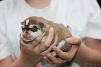 Predám krásne zdravé šteniatka Sibírsky Husky - 4