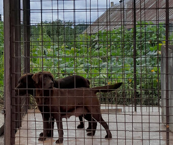 Čokoládové šteňatá Labradora - 4