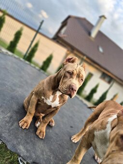 American bully XL - 4