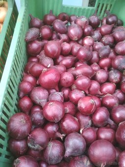 Domáca cibuľa , mrkva a petržlen - 4