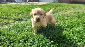 Golden-Zlatý retriever šteniatka - 4