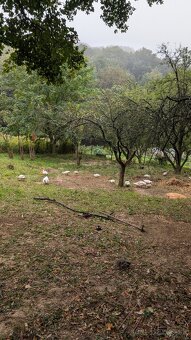 Pižmové kačice – biele barbarianky, voľný výbeh - 4