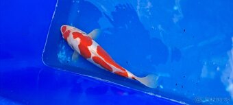 Koi Kapre - 4