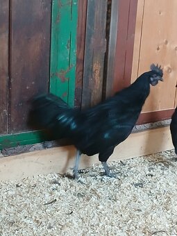 Ayam Cemani trio - 4