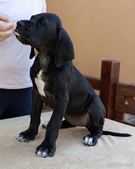Nemecka doga s PP - 4