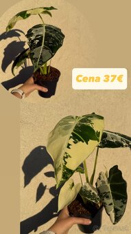 Alocasia Frydek Variegata - 4