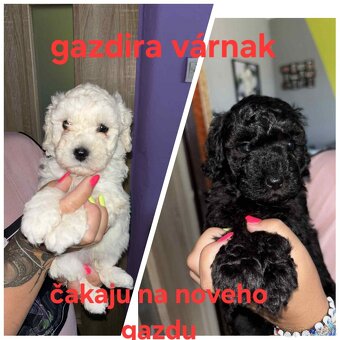Pudlik,pudel - 4