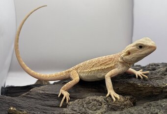 Agama bradata - Zero , het Zero 🦎 - 4