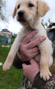 Šteniatka zlatý retriever - 4
