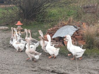 Cholmogorske Husi - 4